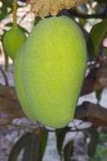 Best Organic Mango